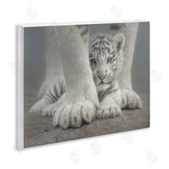 Collin Bogle | Sheltered White Tiger Cub