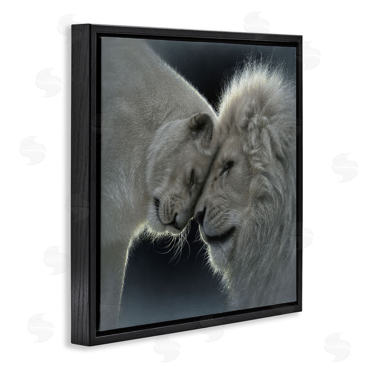 Collin Bogle White Lion Love Canvas Wall Art Print