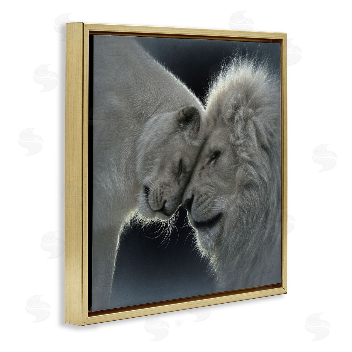 Collin Bogle White Lion Love Canvas Wall Art Print