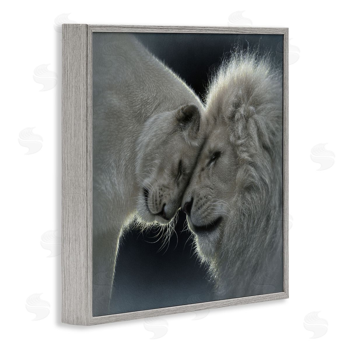 Collin Bogle White Lion Love Canvas Wall Art Print