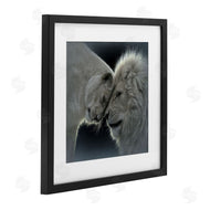 Collin Bogle | White Lion Love
