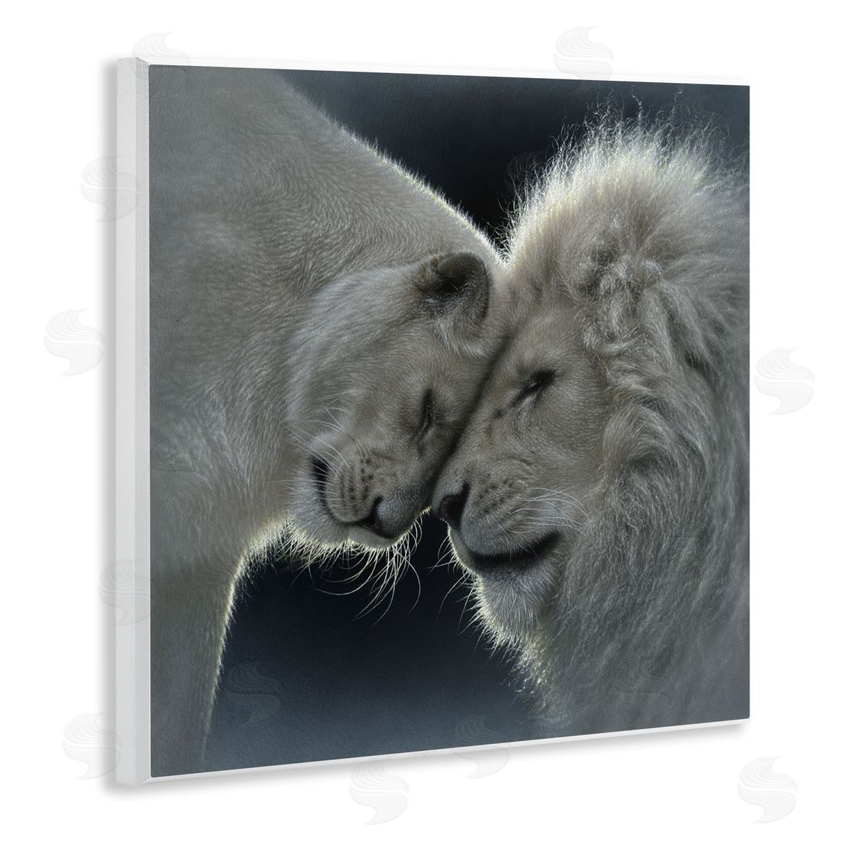Collin Bogle White Lion Love Canvas Wall Art Print