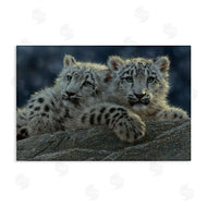 Collin Bogle | Snow Leopard Cuddle