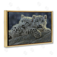Collin Bogle | Snow Leopard Cuddle