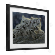 Collin Bogle | Snow Leopard Cuddle