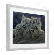 Collin Bogle | Snow Leopard Cuddle