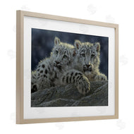 Collin Bogle | Snow Leopard Cuddle