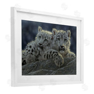 Collin Bogle | Snow Leopard Cuddle