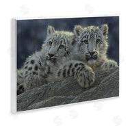Collin Bogle | Snow Leopard Cuddle