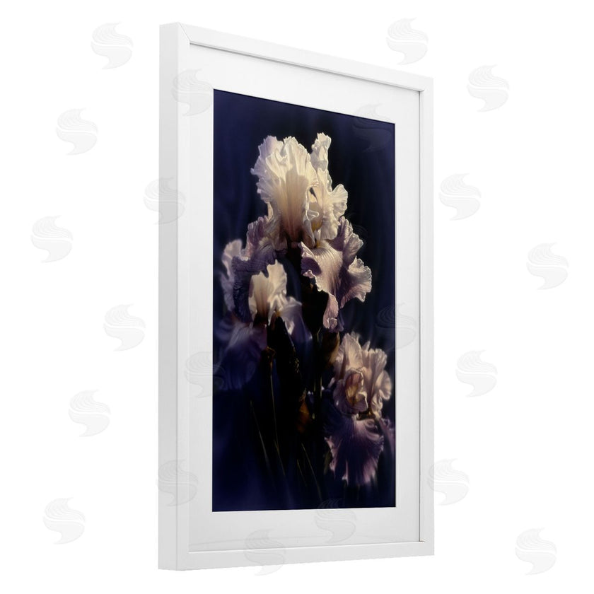 Collin Bogle | Purple Iris Close Up
