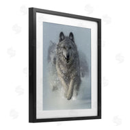 Collin Bogle | Snow Plow Running Wolf Pack