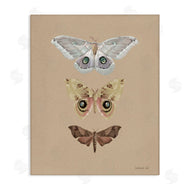 Danhui Nai | Beauty Of Forest Moths