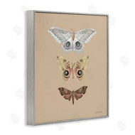 Danhui Nai | Beauty Of Forest Moths
