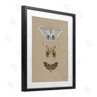 Danhui Nai | Beauty Of Forest Moths