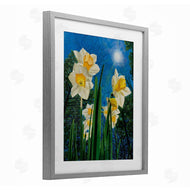 Ann Jasperson | Daffodils Under The Sun