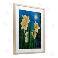Ann Jasperson | Daffodils Under The Sun