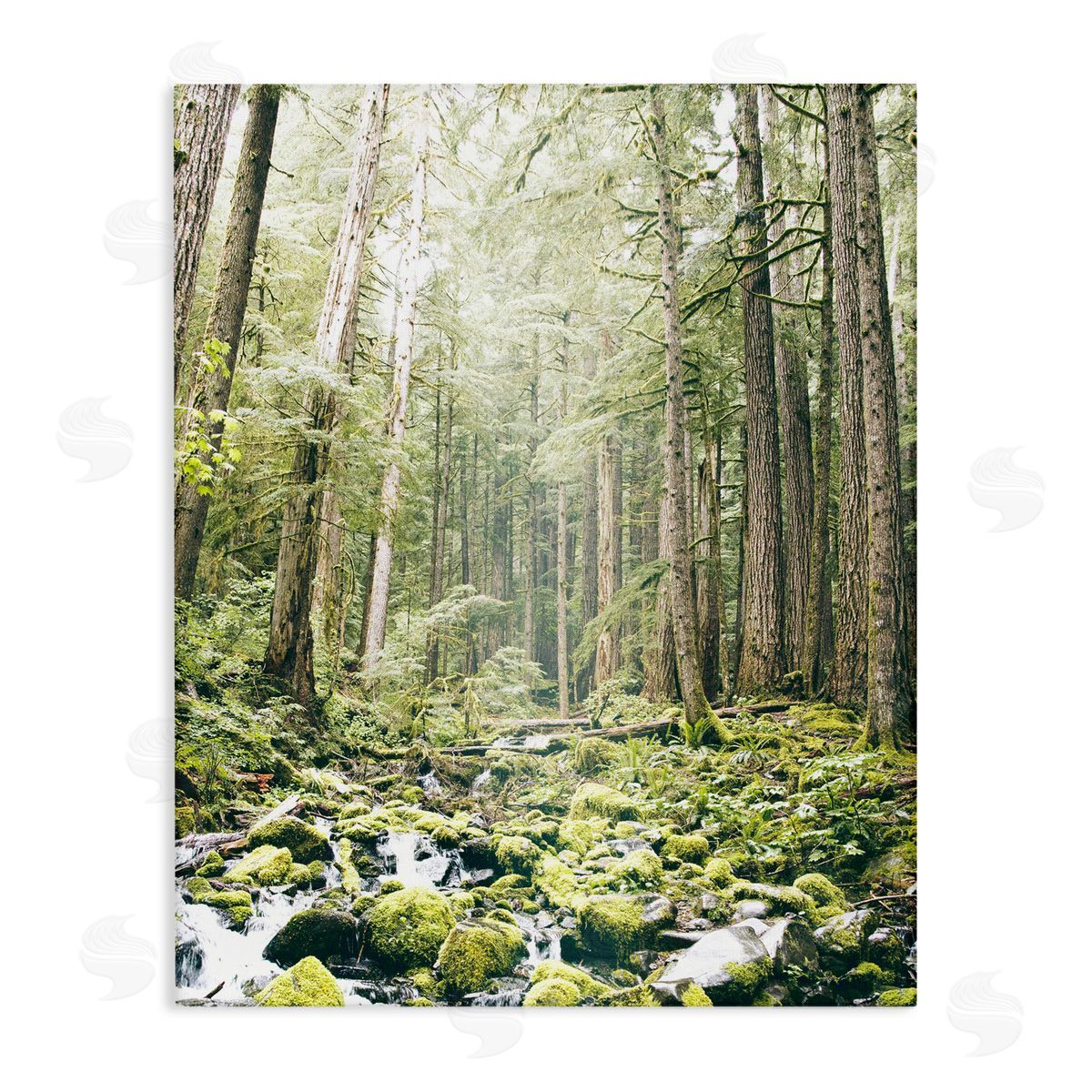 Leah Straatsma Verdant Forest Glow Wilderness Canvas Wall Art Print