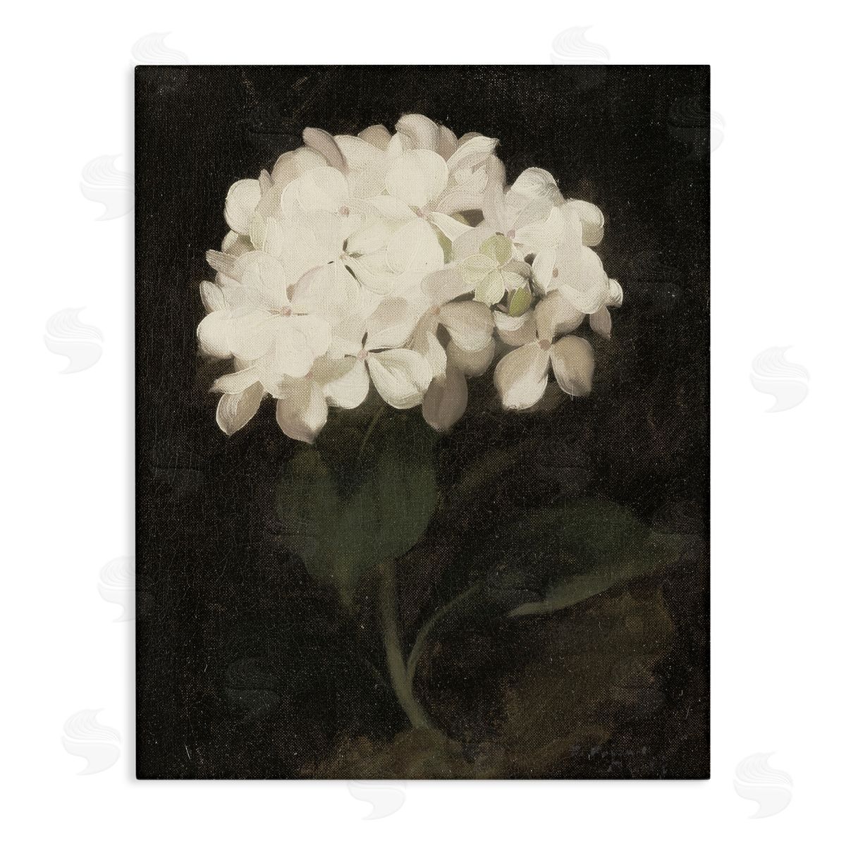 Leah Straatsma White Geranium Cluster Canvas Wall Art Print