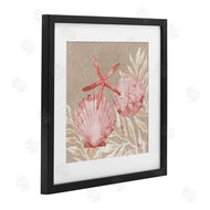 Paul Brent | Tampico Shells & Starfish