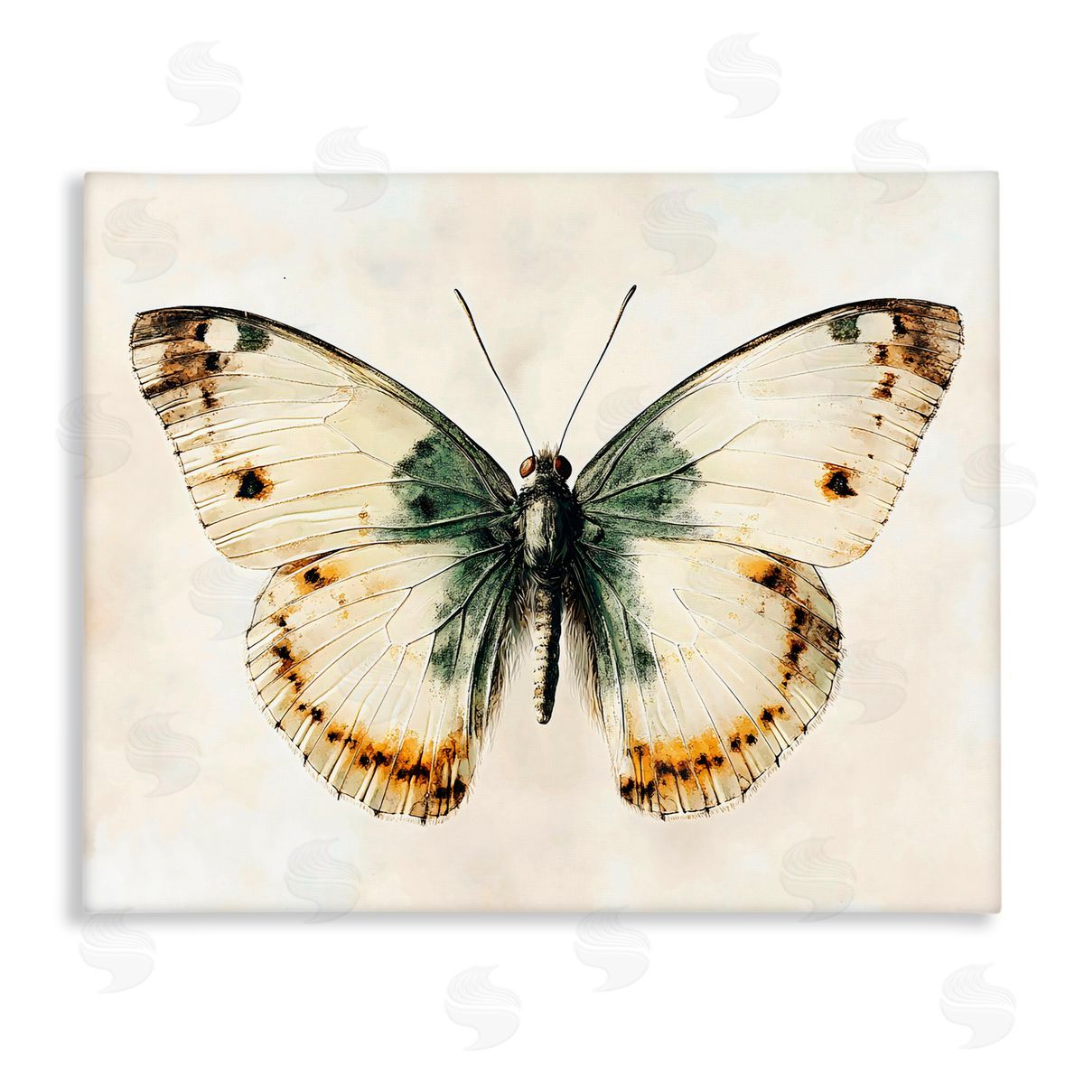Creative Studio Moth Study Symmetry Canvas Wall Art Print