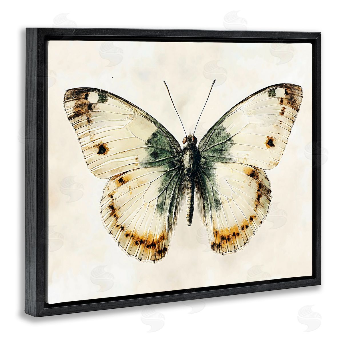Creative Studio Moth Study Symmetry Black Floating Frame Canvas Wall Art Print