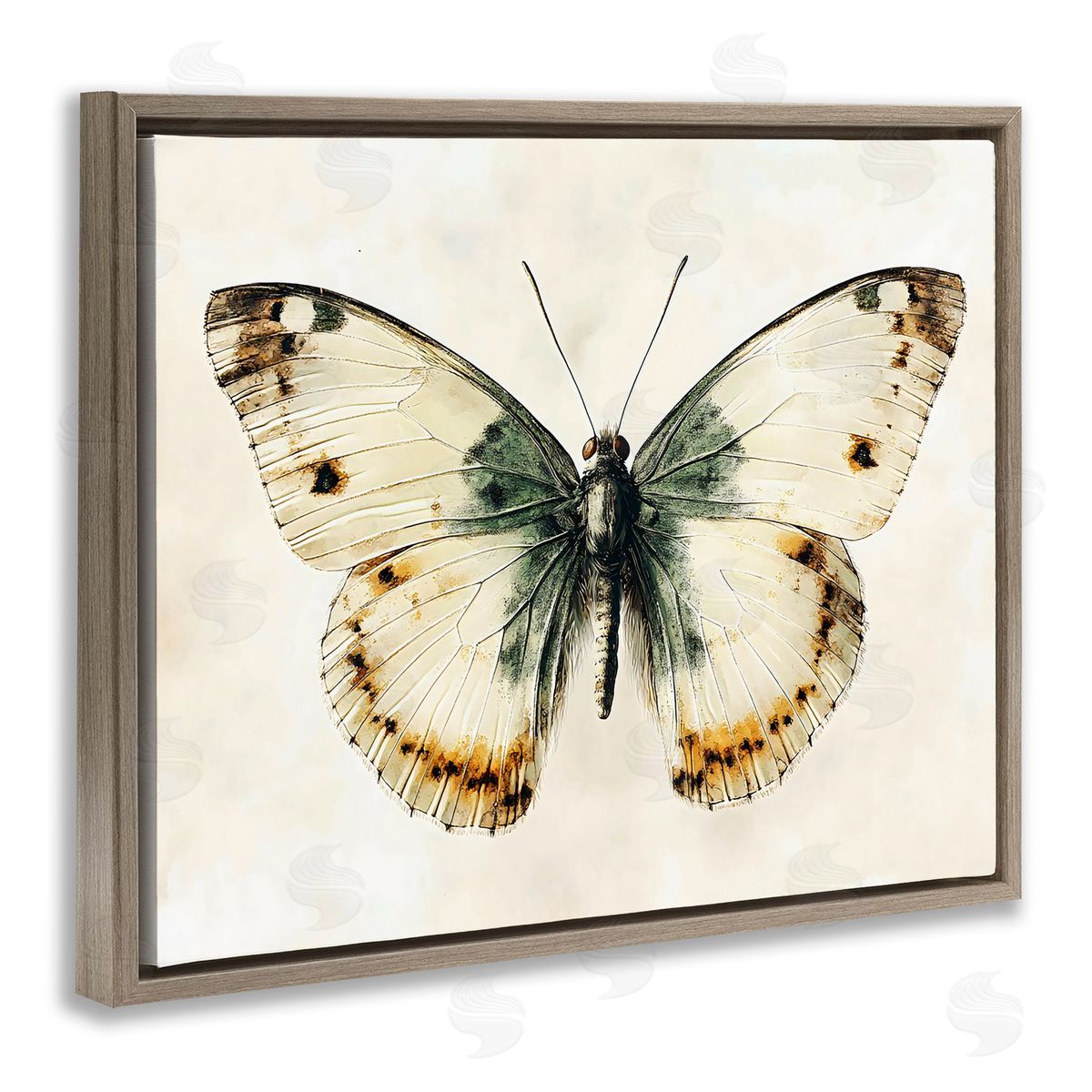 Creative Studio Moth Study Symmetry Brown Floating Frame Canvas Art Print