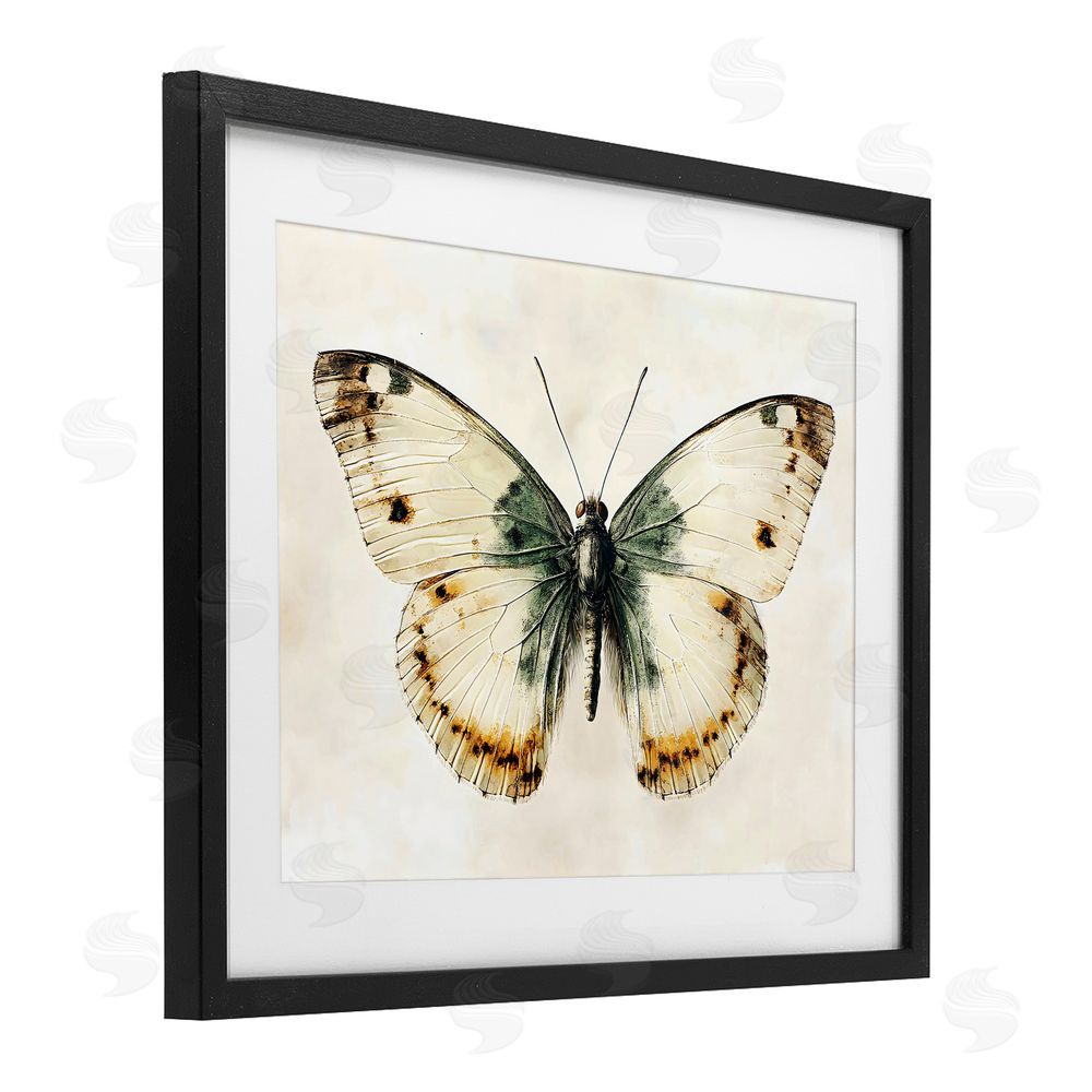 Creative Studio Moth Study Symmetry Black Framed Print Under Glass Art