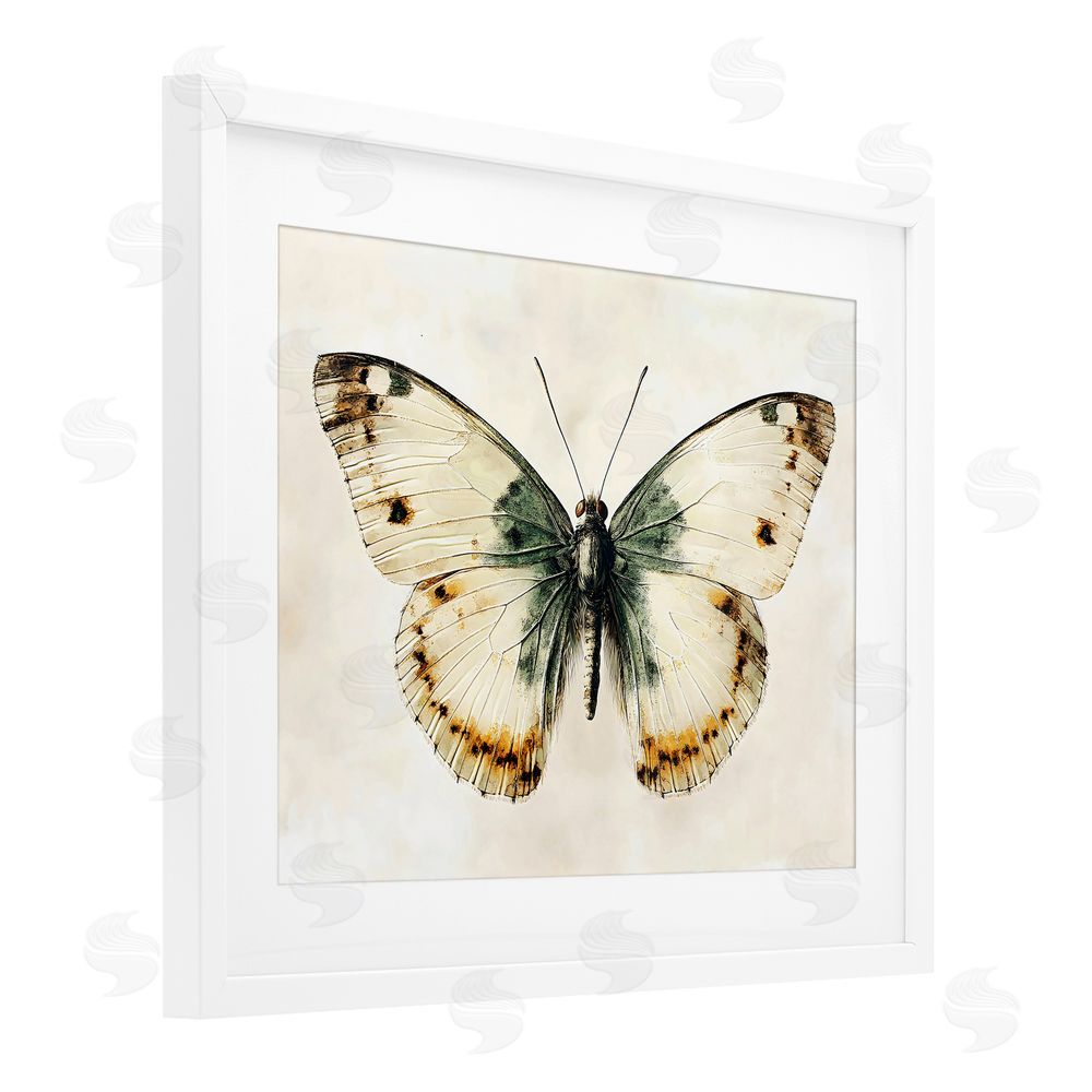 Creative Studio Moth Study Symmetry White Framed Print Under Glass Art