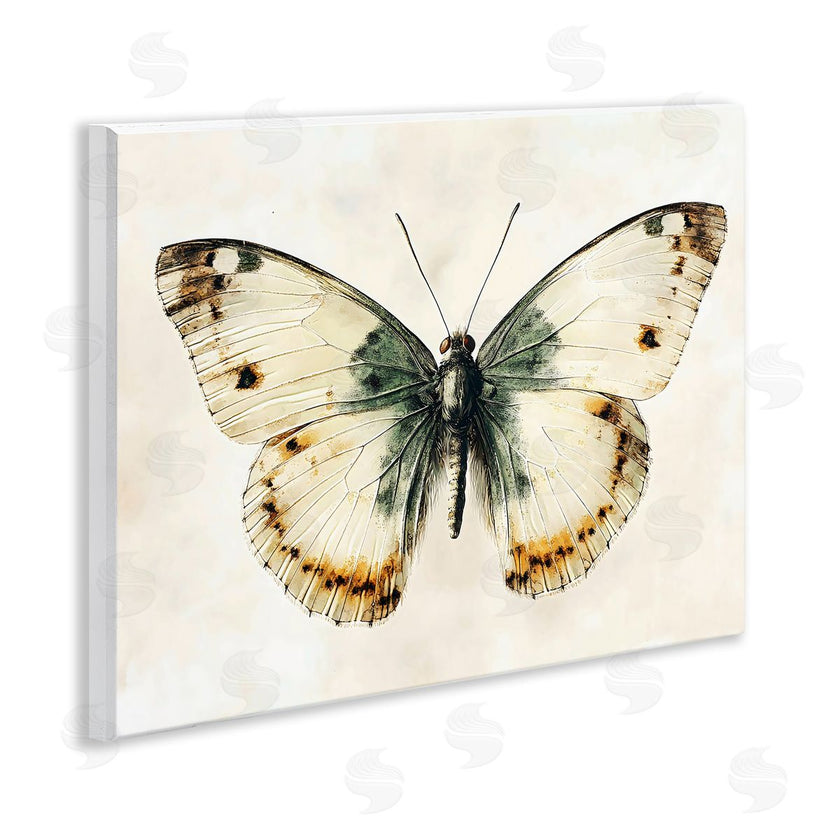 Creative Studio | Moth Study Symmetry