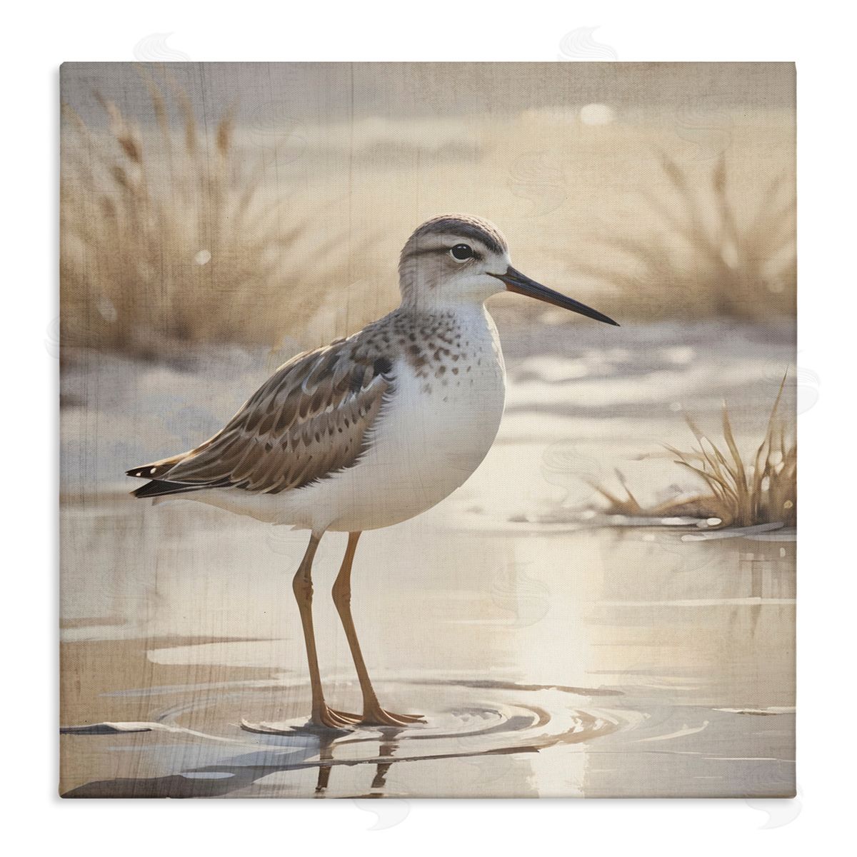 Susan Arnot Sunlit Sandpiper in Shallow Water Canvas Wall Art Print