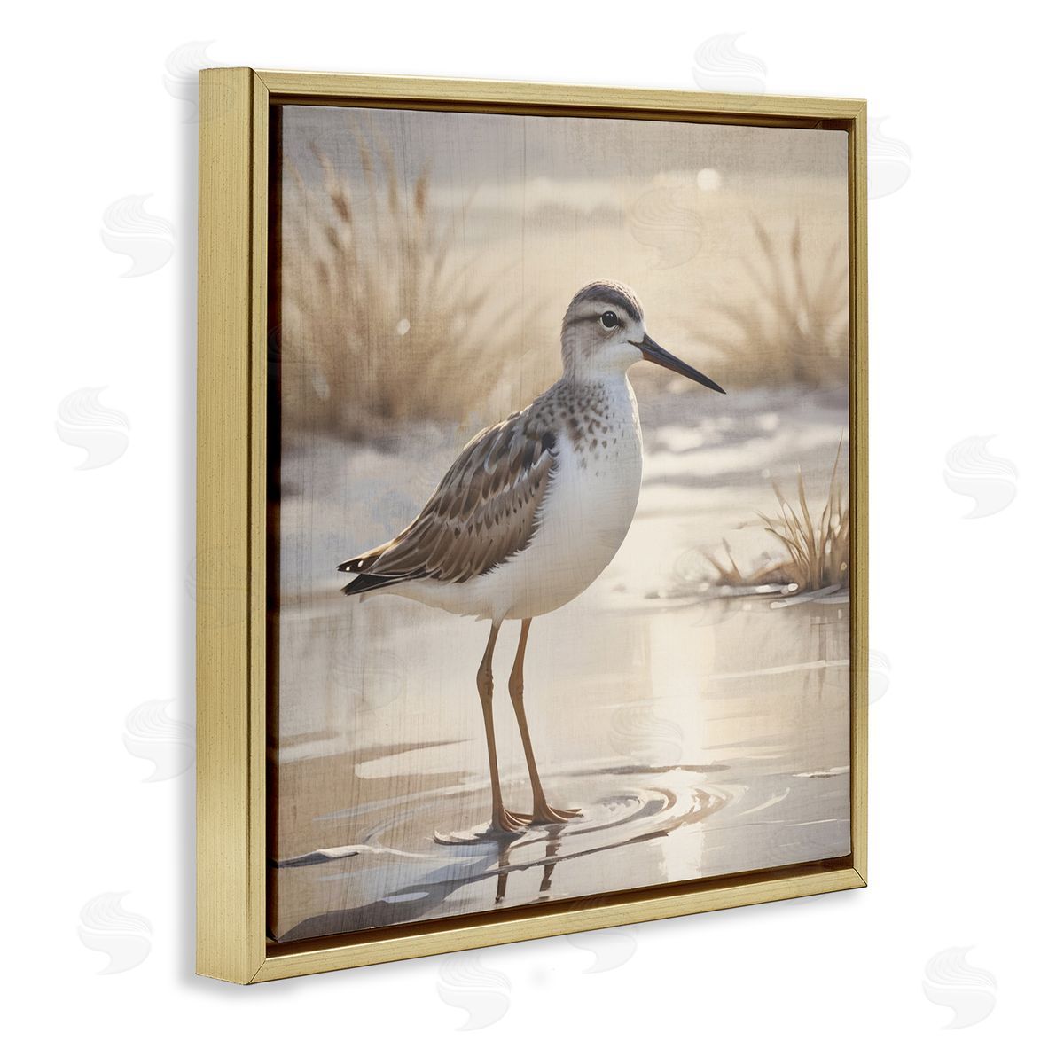 Susan Arnot Sunlit Sandpiper in Shallow Water Gold Floating Frame Canvas Art Print
