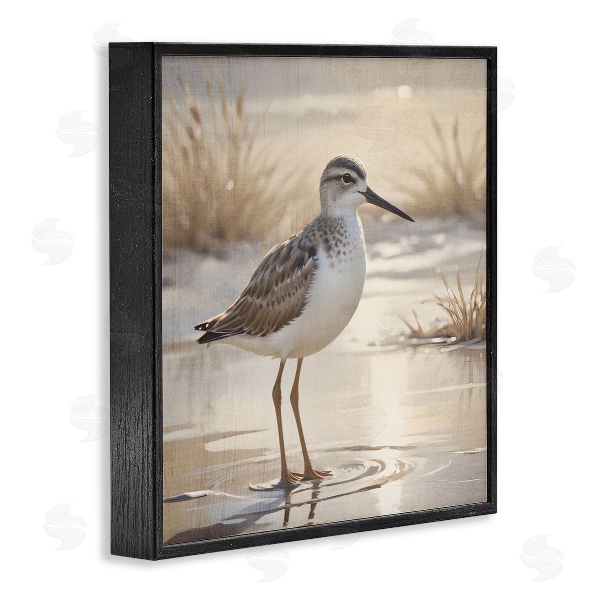 Susan Arnot Sunlit Sandpiper in Shallow Water Black Framed Giclee Art Print