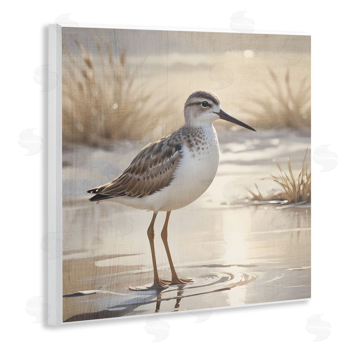 Susan Arnot Sunlit Sandpiper in Shallow Water Wall Plaque Art Print