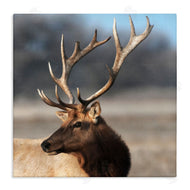 Danita Delimont | Stunning Elk Portrait