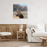 Danita Delimont | Stunning Elk Portrait