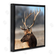 Danita Delimont | Stunning Elk Portrait