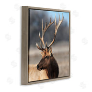 Danita Delimont | Stunning Elk Portrait