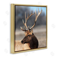 Danita Delimont | Stunning Elk Portrait