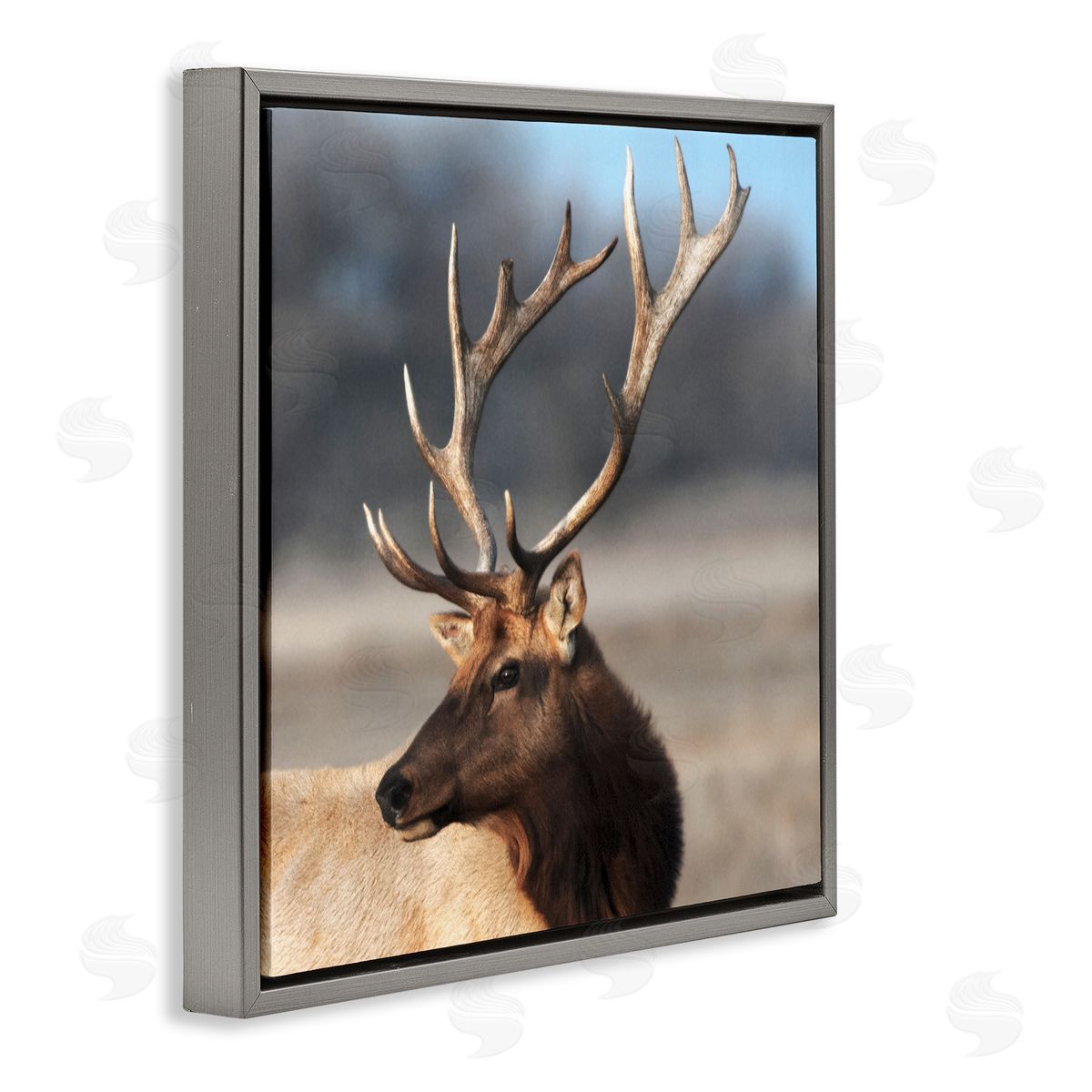 Danita Delimont Stunning Elk Portrait Gray Floating Frame Canvas Art Print