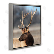 Danita Delimont | Stunning Elk Portrait