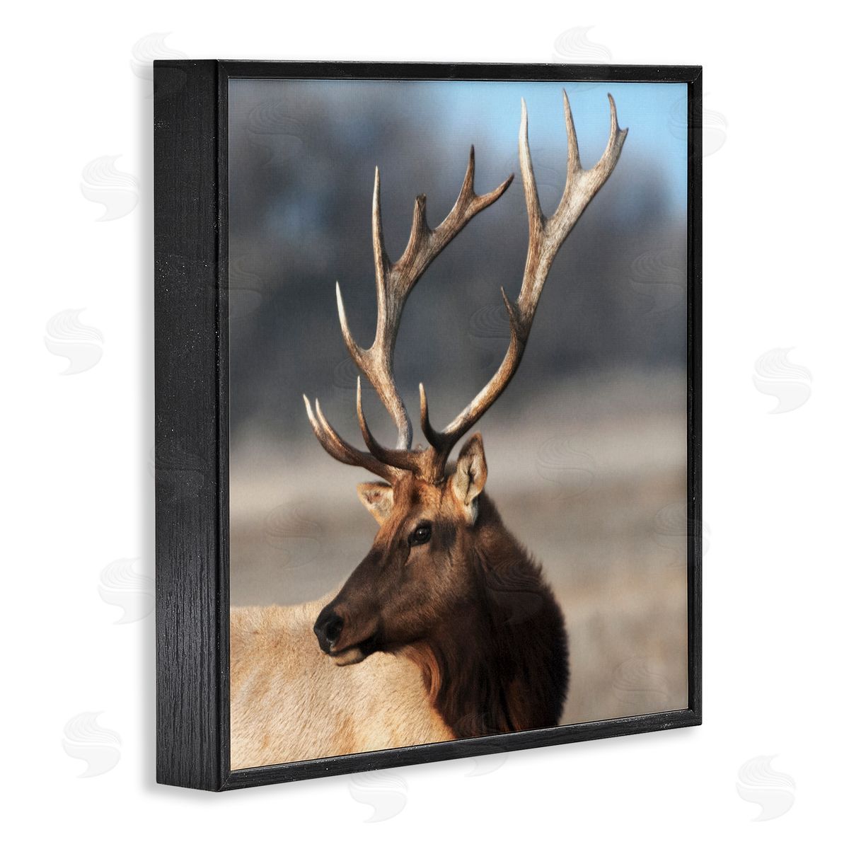 Danita Delimont Stunning Elk Portrait Black Framed Giclee Art Print