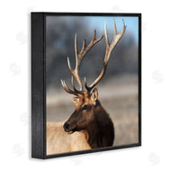 Danita Delimont | Stunning Elk Portrait