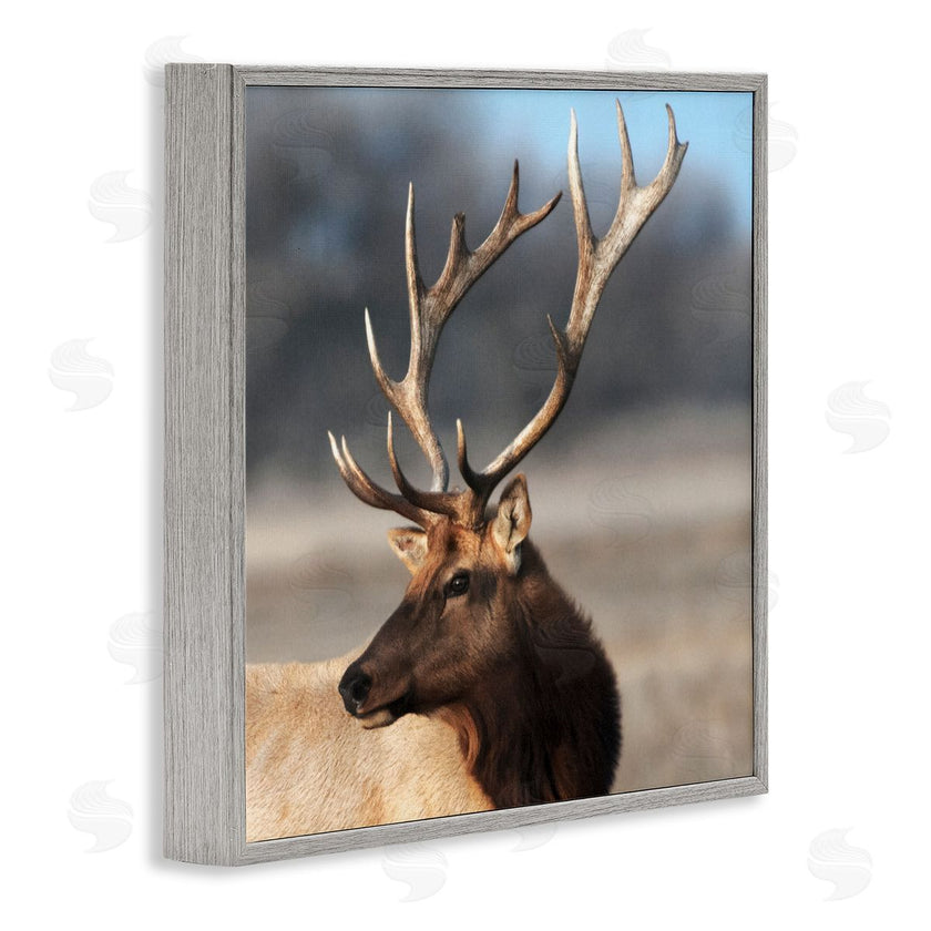 Danita Delimont | Stunning Elk Portrait