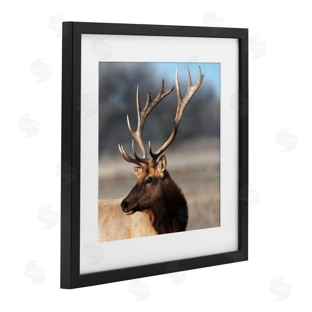 Danita Delimont Stunning Elk Portrait Black Framed Print Under Glass Art