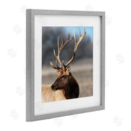 Danita Delimont | Stunning Elk Portrait