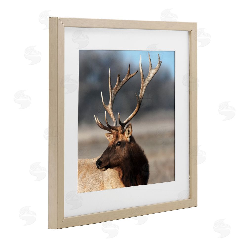 Danita Delimont Stunning Elk Portrait Birch Framed Print Under Glass Art