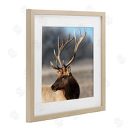 Danita Delimont | Stunning Elk Portrait