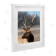 Danita Delimont | Stunning Elk Portrait