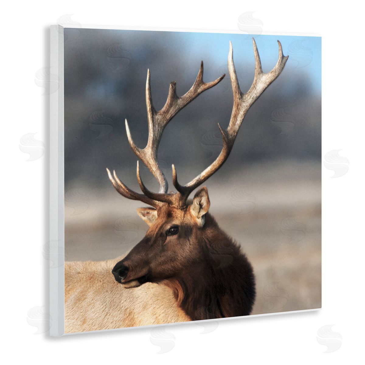 Danita Delimont Stunning Elk Portrait Wall Plaque Art Print