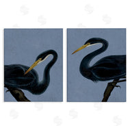 Grace Popp | Black Heron Birds